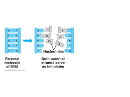 Bioflix Activity Dna Replication Dna Replication Diagram Molecular Biology Of The Gene Ppt Download