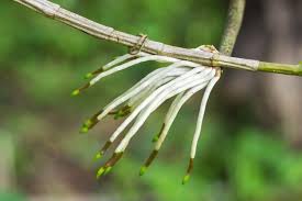 Sets in the java collection framework for this week's lab, you will use two of the classes in the java collection framework: Is Trimming Air Roots Beneficial Learn How To Trim Air Roots On Plants