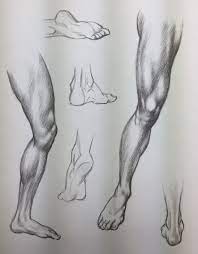 Pin By Ann Short On Didactica Anatomy Sketches Human Anatomy Art Anatomy Art