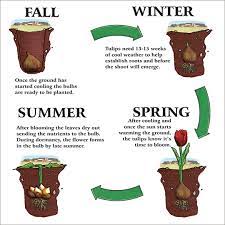 Growing Care Wooden Shoe Tulip Farm Plants Planting Bulbs Bulb Flowers