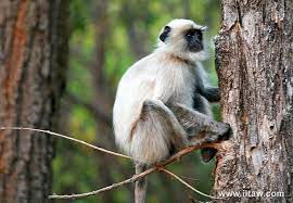 Related to northern plains gray langur: Northern Plains Gray Langur Alchetron The Free Social Encyclopedia