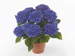 Image result for Motandra paniculata