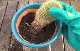 Since this is what secures them and keeps them from falling over, they may need a little support until the roots take hold. Transplanting Cactuses How And When To Do It Succulent Alley