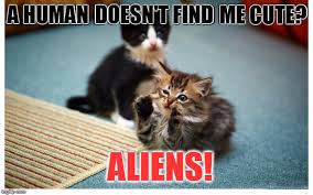 Image result for cat meme"