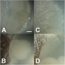 Maybe you would like to learn more about one of these? Frontiers Nutrient Dependent Cross Kingdom Interactions Fungi And Bacteria From An Oligotrophic Desert Oasis Microbiology