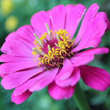 Summer Pink Flowers Send Flowers Online Avas Flowers Flower Delivery Service