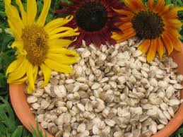 They will dry out more rapidly than those grown in the garden. How To Grow Sunflowers How Tos Diy