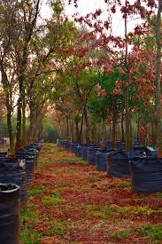 Image result for Cassinopsis ilicifolia