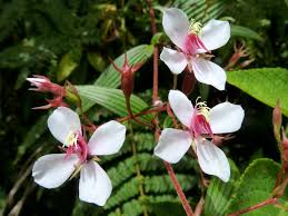 Image result for Melastomataceae
