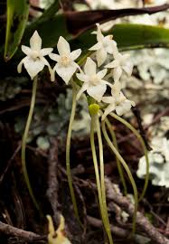 Image result for Rangaeris muscicola