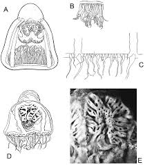 Image result for Brevicon