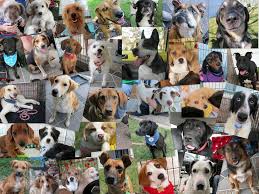 Check spelling or type a new query. Animal Adoption Rescue Foundation Events Facebook