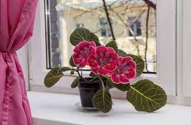 Seçin, alın, yetiştirin, mutlu olun… büyük yeşil yaprakları evde tropik bir etki yaratır. Eve Renk Katan Saksi Bitkileri Nelerdir Iste 10 Cicek Onerisi Evim