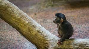 Am besten gar nicht, denn affen sind keine haustiere. Affe Als Haustier Halten Tiere Online