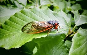 Difference between locusts and cicadas. Millions Of 17 Year Cicadas Will Emerge In The South Creating Substantial Noise Issue