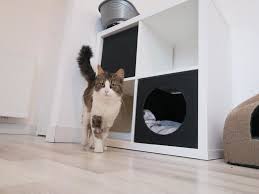 Des milliers de familles d'accueil du monde entier t'attendent. A Brest Qui Veut Devenir Famille D Accueil Pour Chats Et Chiens Cote Brest