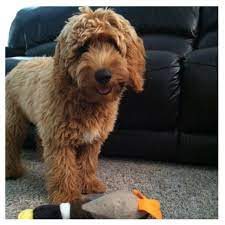 Mini Goldendoodle 5 Months Mini Goldendoodle Goldendoodle Haircuts Goldendoodle