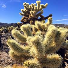 It's not rugged trails or exposed ridges that make this trail is located on the lonely western edge of pinto basin. Subtouring Las Vegas To Coachella Sights Joshua Tree National Park