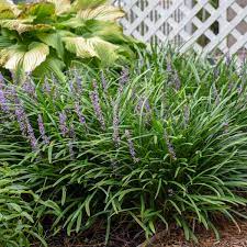With its swordlike leaves and clumping tendencies, lilyturf masquerades as an ornamental grass in many a garden. Liriope Muscari Big Blue Walters Gardens Inc