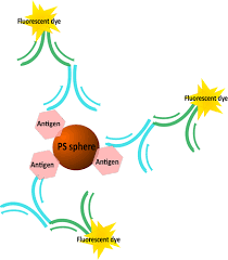 7 d 30 d 90 d 365 d min: Spectrally Encoded Microspheres For Immunofluorescence Analysis Sankova 2021 Journal Of Applied Polymer Science Wiley Online Library