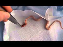 Can corn snakes eat roaches, vegetables, eggs, fish, beef or pork? How To Feed Your Corn Snake Youtube