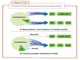 Then your body synthesizes more atp by breaking down carbohydrates thru glycolysis and the krebs cycle (anaerobic glycolysis is the *incompete* breakdown of fuel for. Chapter 4 Foods Fuels And Energy Systems Text Sources Ppt Video Online Download