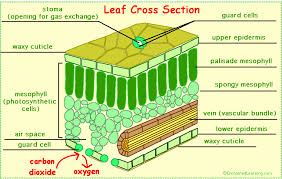 Leaf cross sections diagram printout. Leaves And Leaf Anatomy Enchantedlearning Com