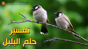 تفسير حلم البلبل ما معنى رؤية البلبل في الحلم سلسلة تفسير الأحلام Youtube