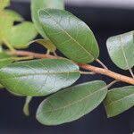 Image result for Hymenocardia