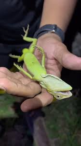 Image result for Urochloa jubata