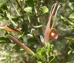 Image result for Anisotes formosissimus