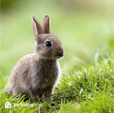 Tatli Tavsanlar Animals Amazing Photography Nature Photography
