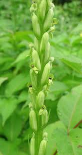 Image result for Orthanthera