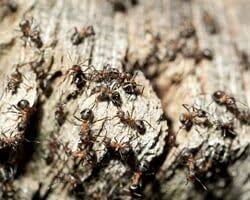 Pest control service in cleburne, texas. Pest Control Champaign Il Weldon Termite Pest Control Inc
