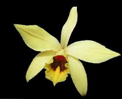 Image result for Vanilla crenulata