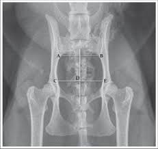 Magnetic resonance imaging or mri of the female pelvis offers a unique display of the pelvic anatomy, including a woman's ovaries, uterus, and fallopian tubes. Pelvic Canal Ratio Is The Ratio Of C To E Distance Over A To B Download Scientific Diagram