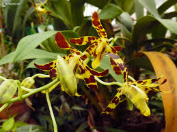 Image result for Ansellia