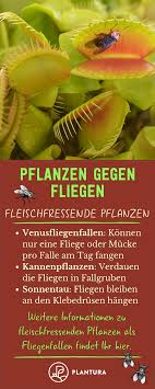 Pflanzen Gegen Fliegen So Vertreiben Sie Die Plagegeister Naturlich Fleischfressende Pflanze Pflanzen Fliegenfalle