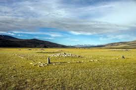 Image result for Thesium bundiense