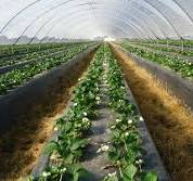 Strawberry production systems | Yara UK