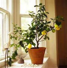 Baby Lemon Tree Indoor Lemon Tree House Tree Plants Indoor Fruit Trees