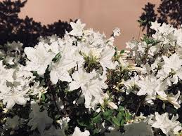 Ancient records show that even before the koreans cherish the national flower because it honors the country's noble spirit and symbolizes the many successes as well as tribulations that the. Korean Azalea K Paper