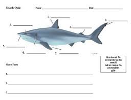 If you buy from a link, we may earn a commission. Shark Worksheets Teaching Resources Teachers Pay Teachers