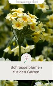 Schlusselblume Pflanzen Und Pflegen Pflanzen Winterharte Pflanzen Pflegeleichte Pflanzen