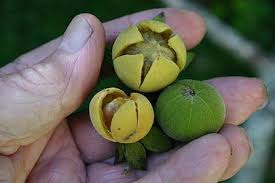 Image result for Diospyros chamaethamnus
