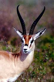 Scroutch In 2020 Animals Impala Animal Animals Beautiful