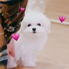  130 Ide Chenle S Daegal Di 2021 Nct Anjing Lucu