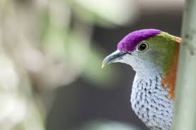 Bird With Red Spot On Head And Black Spot On Chest Ptilinopus Superbus Yellow Eyes Purple Crown Blue Wings
