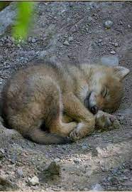 Awwww He Needs Me To Hold Him Lol Sleeping Puppies Wolf Puppy Wolf Dog