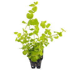Wir verbringen viel aufmerksamkeit auf das aussehen und das. Lysimachia Nummularia Aurea Topf Aquasabi Aquaristik Shop